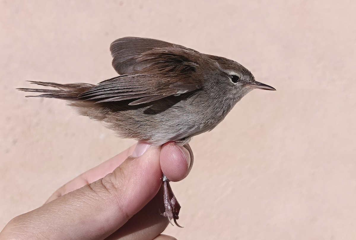 Cetti's Warbler - ML642814733