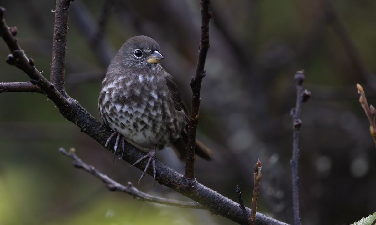 Fox Sparrow (Sooty) - ML642814734