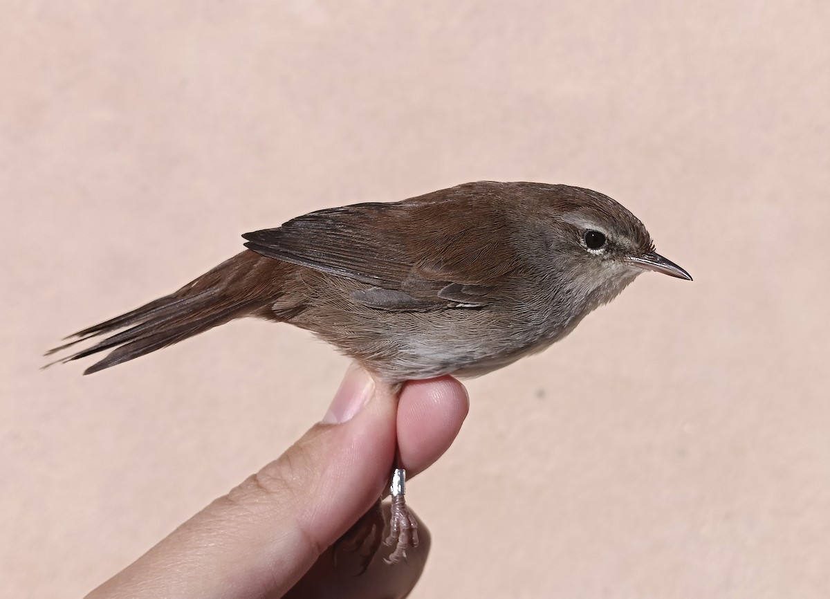 Cetti's Warbler - ML642814736