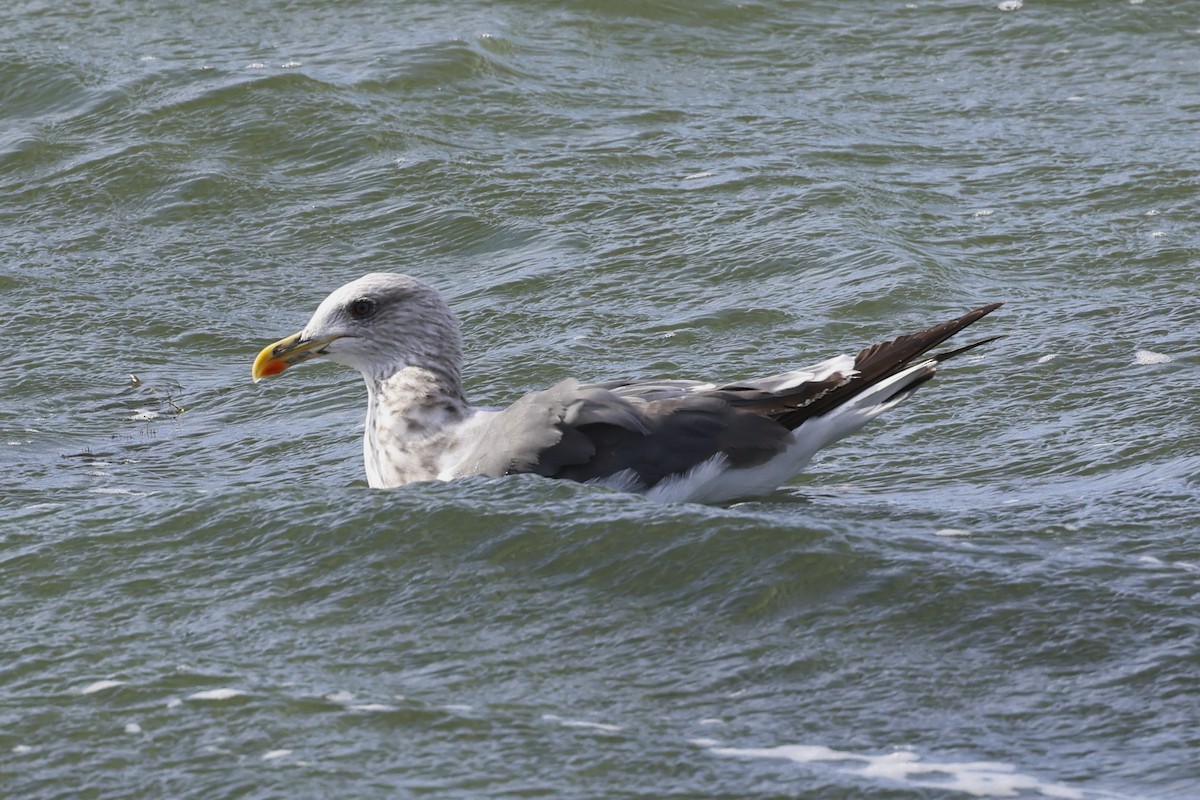 Lesser Black-backed Gull - ML642814744