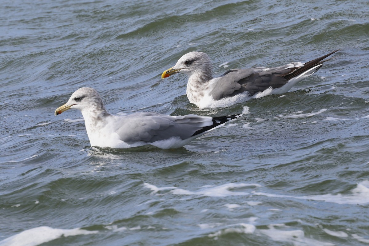 Lesser Black-backed Gull - ML642814745