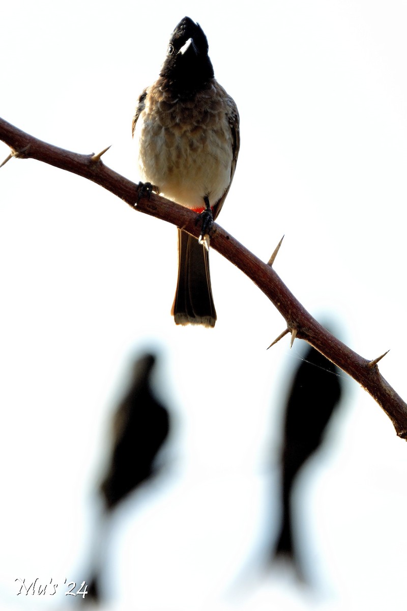 bulbul šupinkový - ML642814748