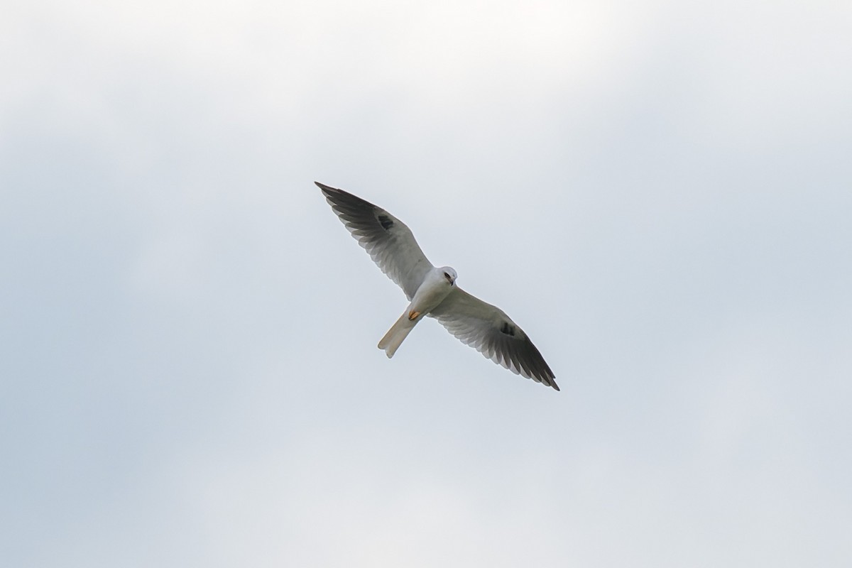 White-tailed Kite - ML642814749