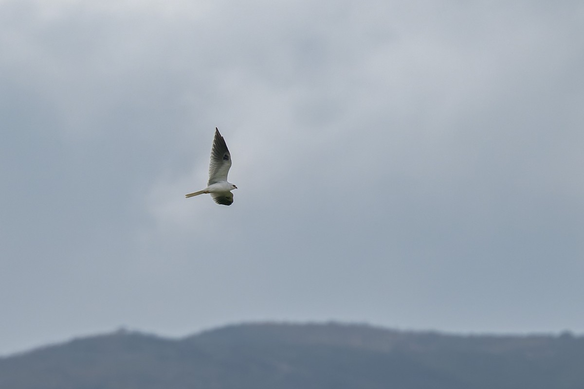 White-tailed Kite - ML642814750