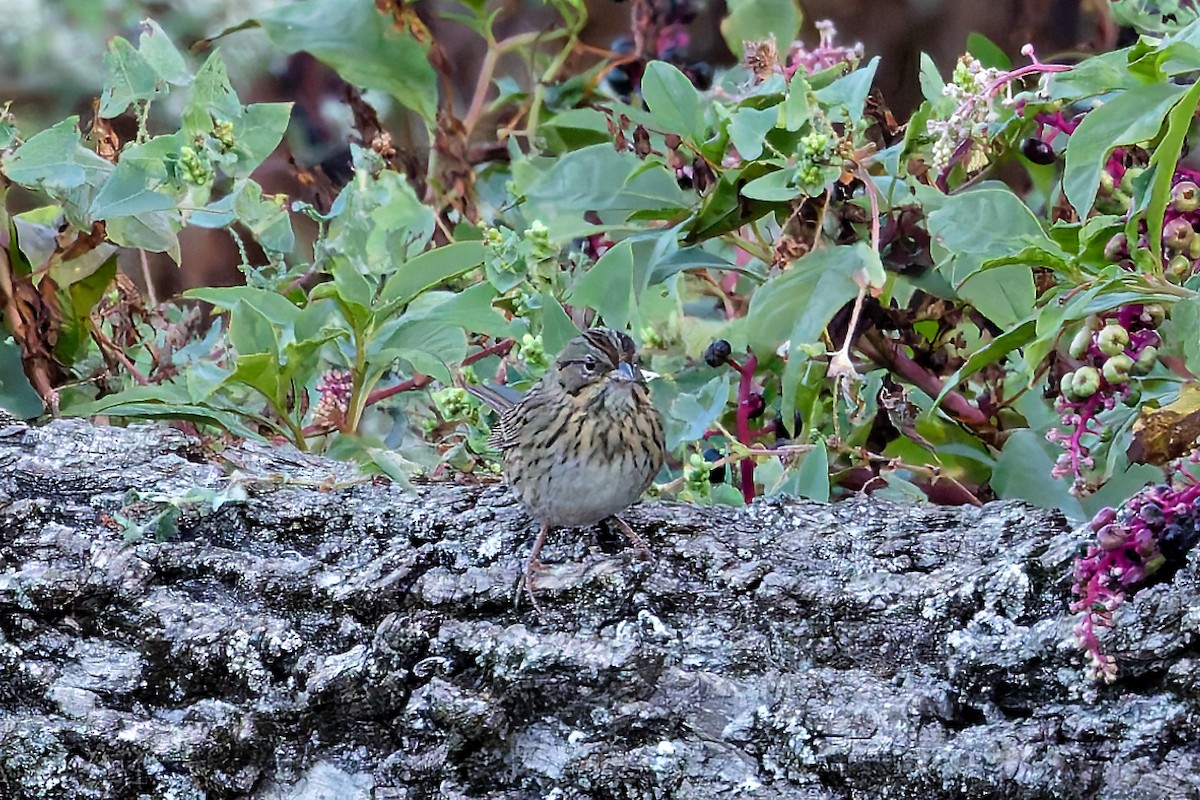 Lincoln's Sparrow - ML642814751