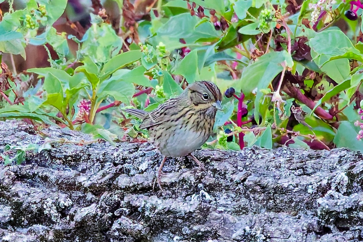 Lincoln's Sparrow - ML642814752