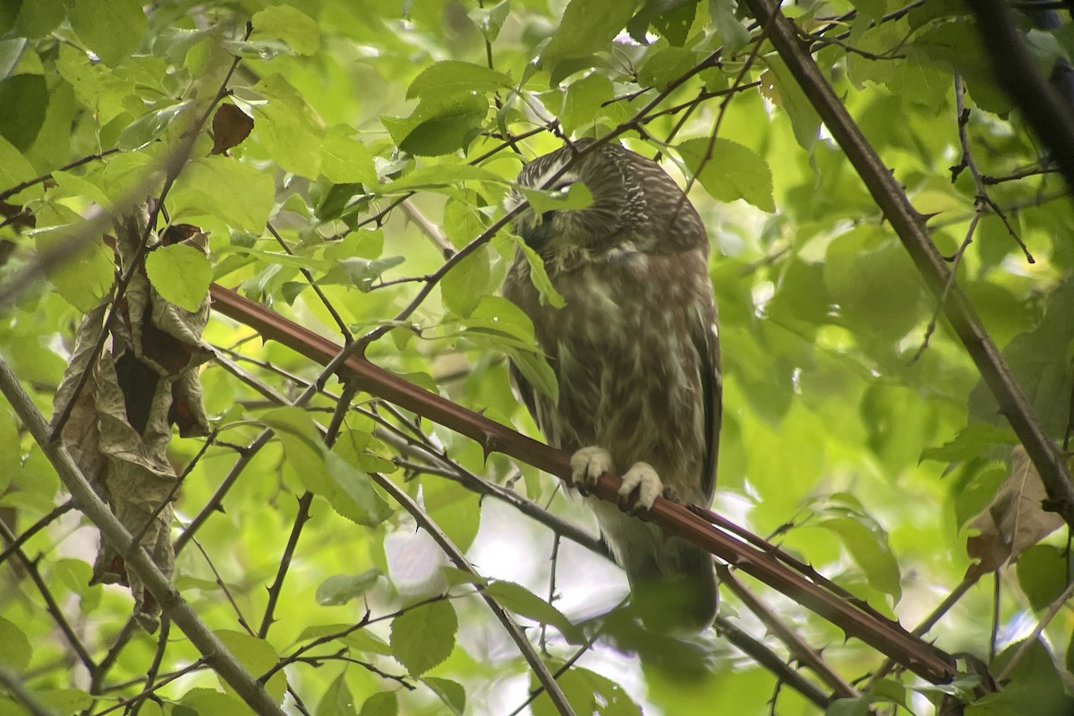Northern Saw-whet Owl - ML642814753
