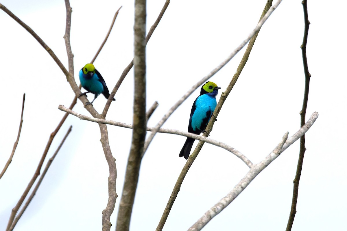 Paradise Tanager - ML642814759