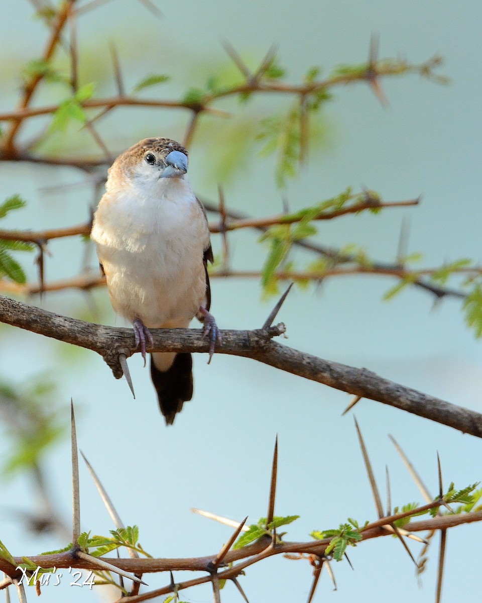 Indian Silverbill - ML642814760