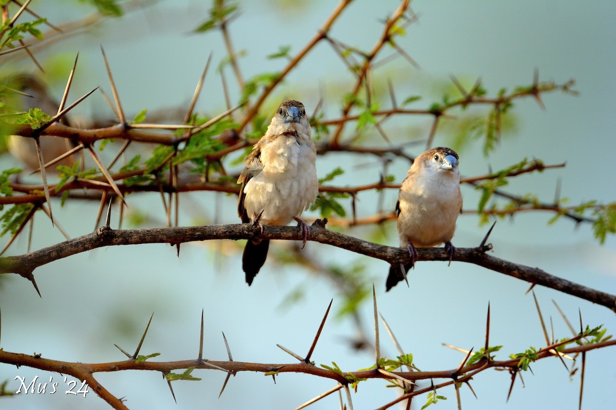 Indian Silverbill - ML642814761