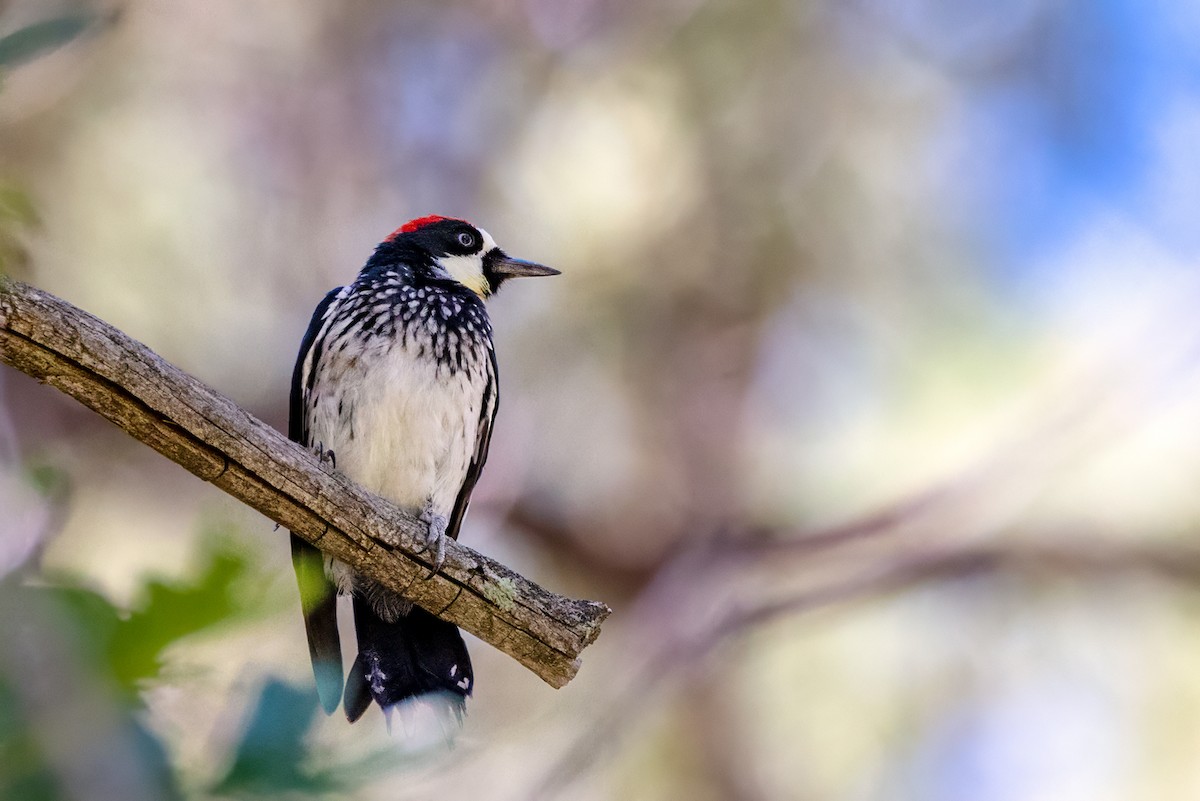 datel sběrač - ML642814808