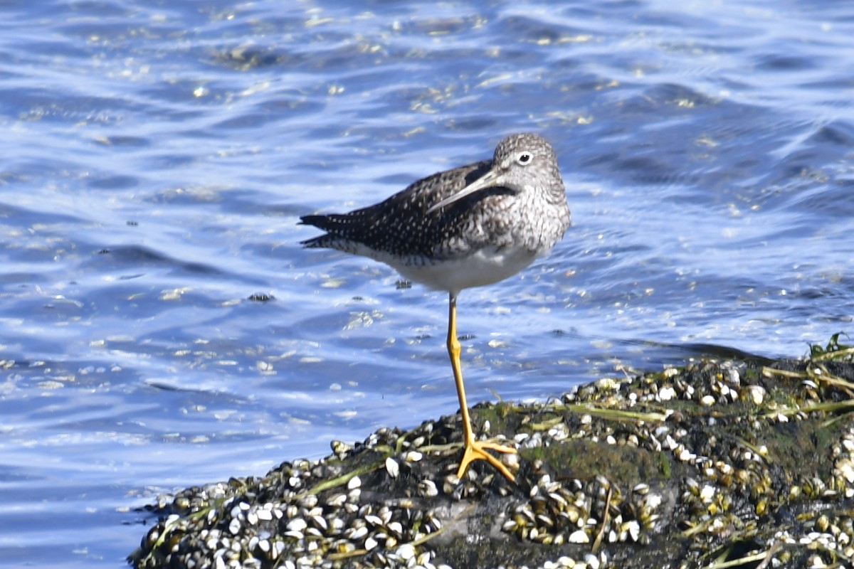 Greater Yellowlegs - ML642814829