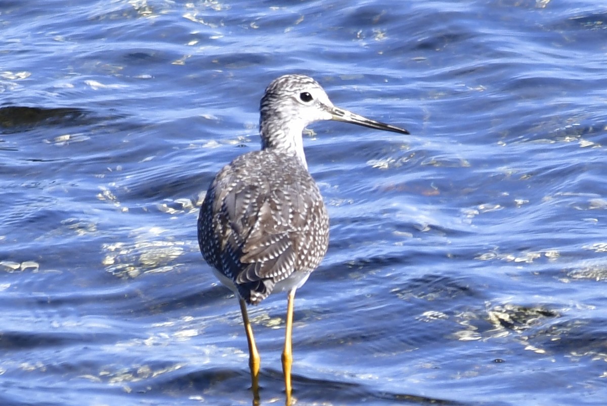 Greater Yellowlegs - ML642814830