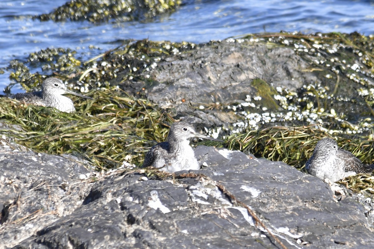 Greater Yellowlegs - ML642814831