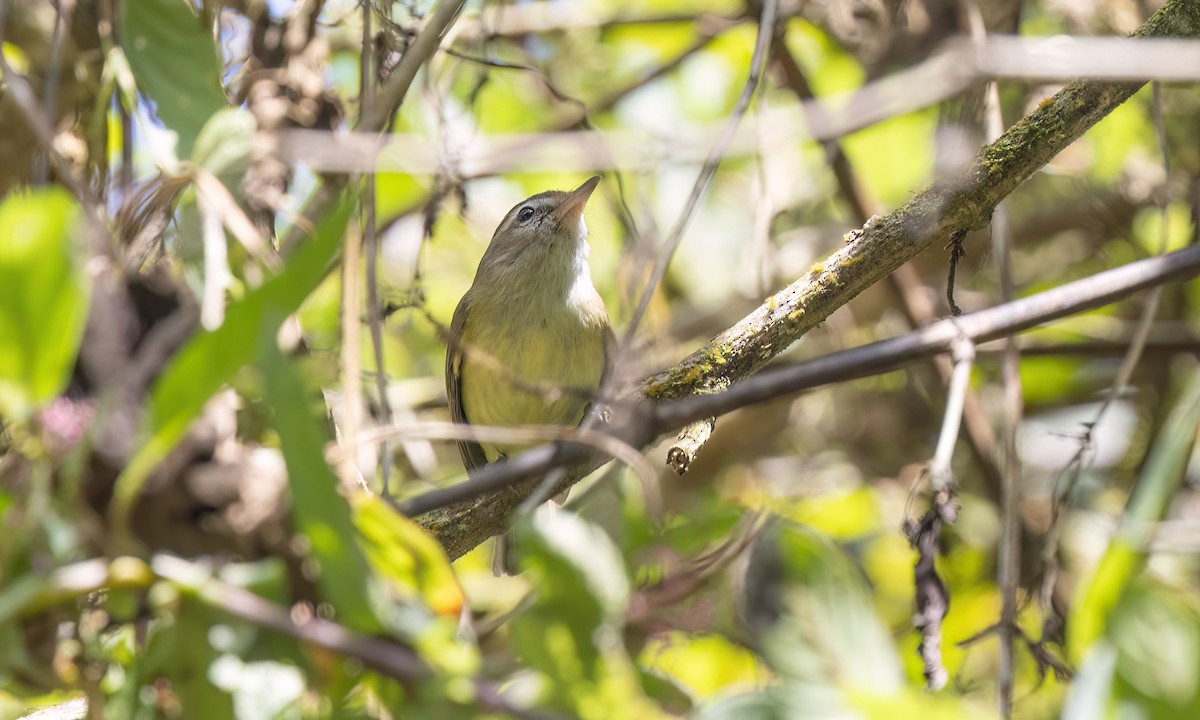 Brown-capped Vireo - ML642814832