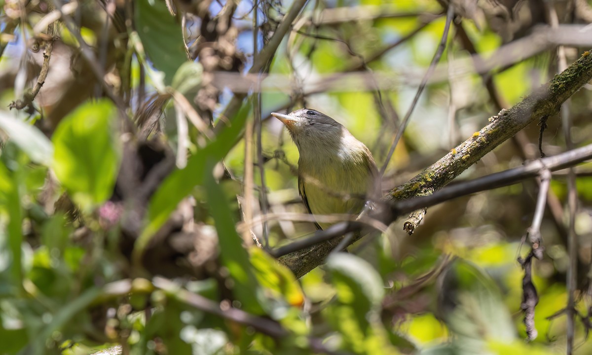 Brown-capped Vireo - ML642814833