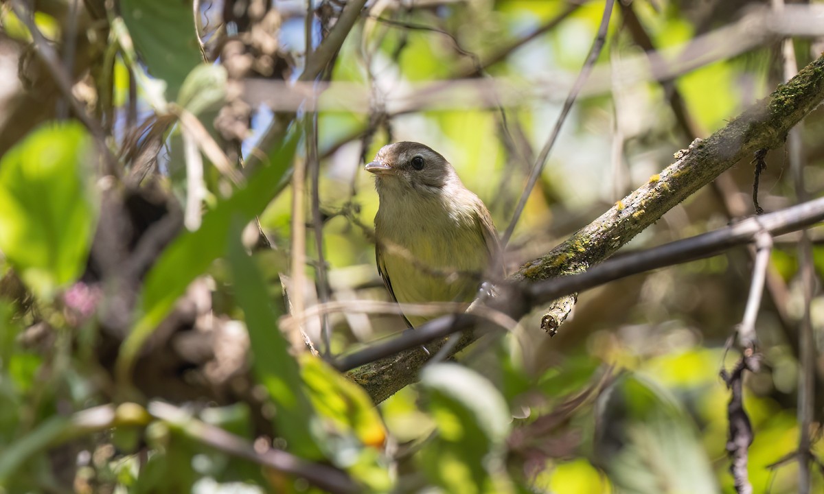 Brown-capped Vireo - ML642814834