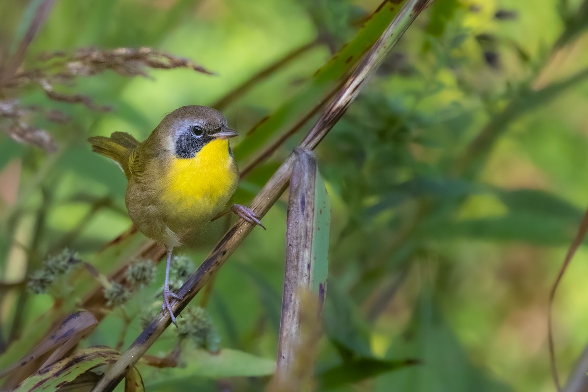 Common Yellowthroat - ML642814856