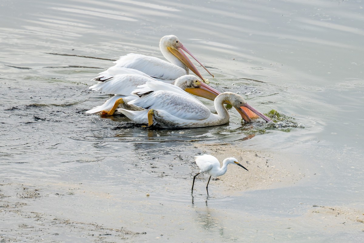 American White Pelican - ML642814860