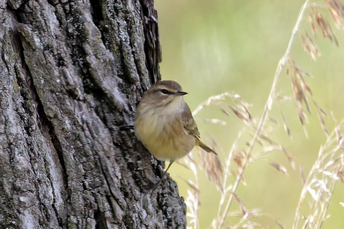 Palm Warbler - ML642814865