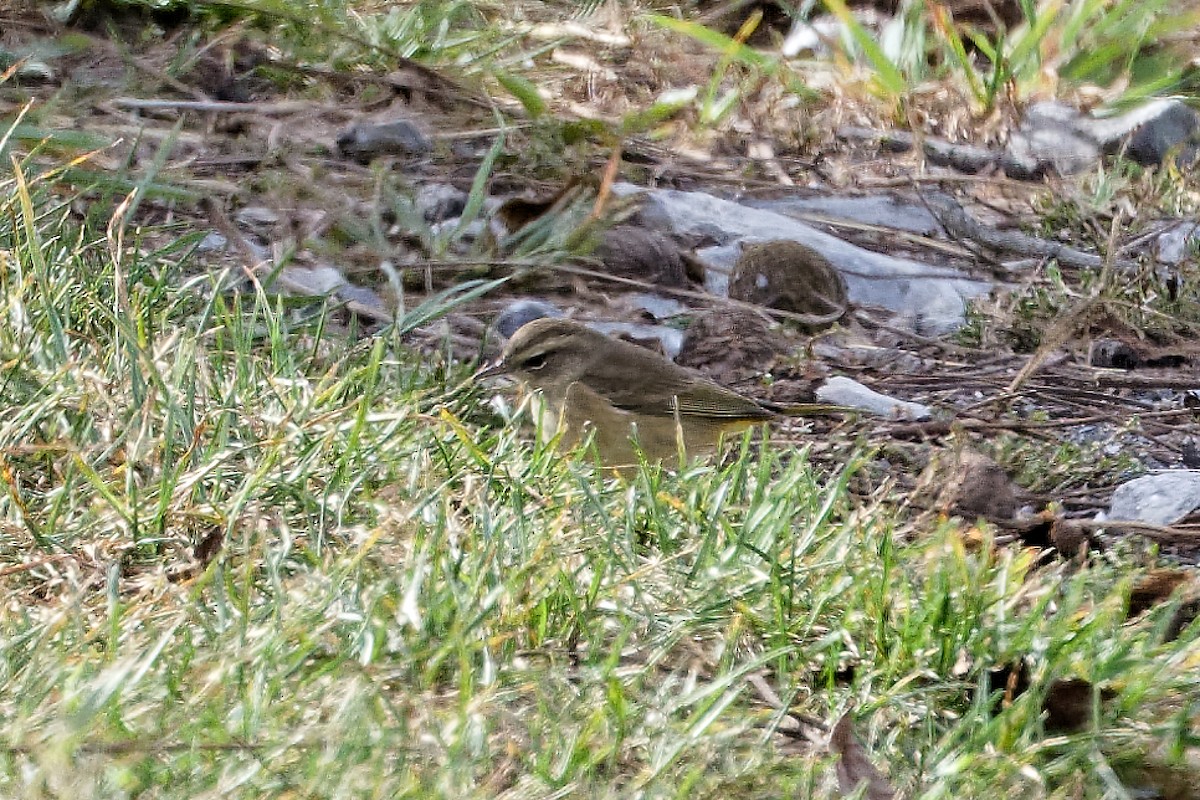 Palm Warbler - ML642814866