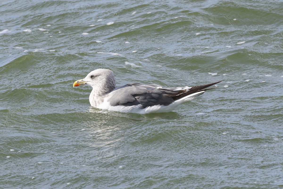 Lesser Black-backed Gull - ML642814871