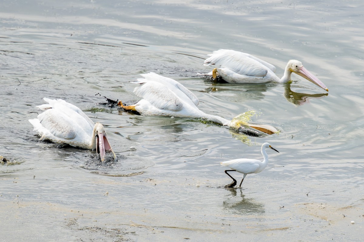 American White Pelican - ML642814878