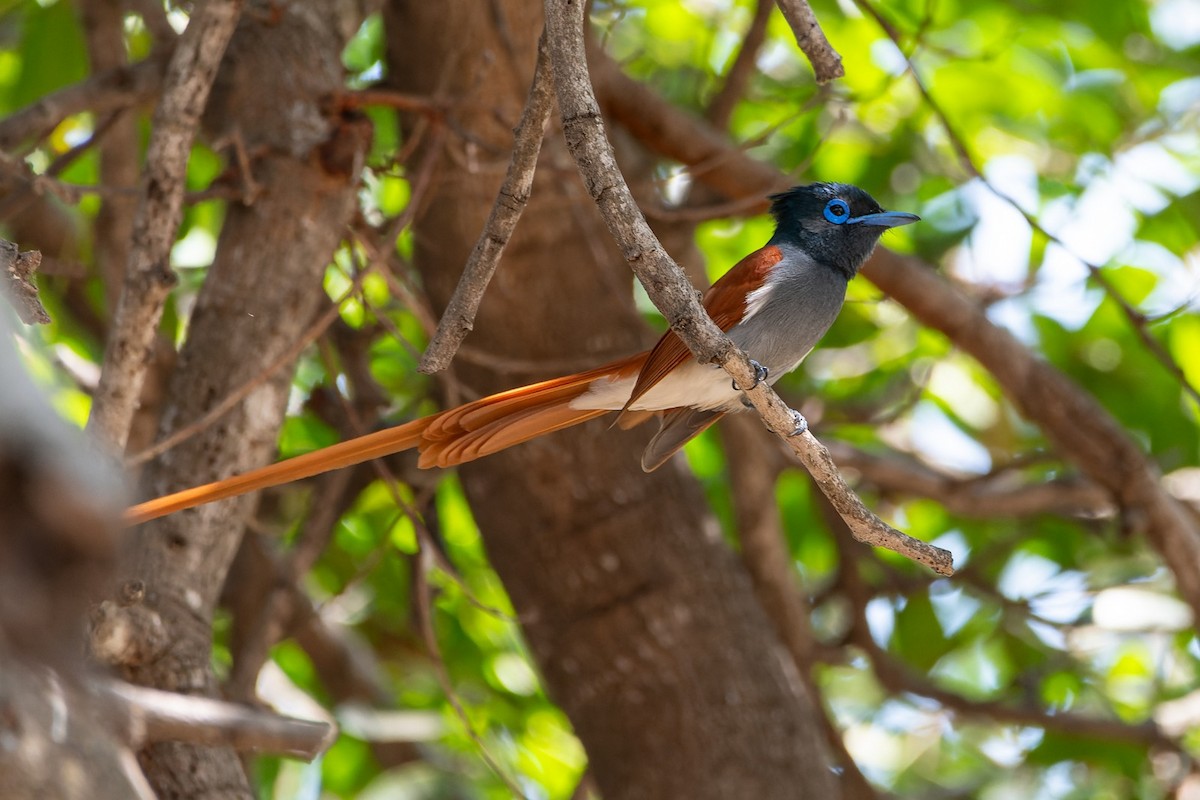 African Paradise-Flycatcher - ML642814882
