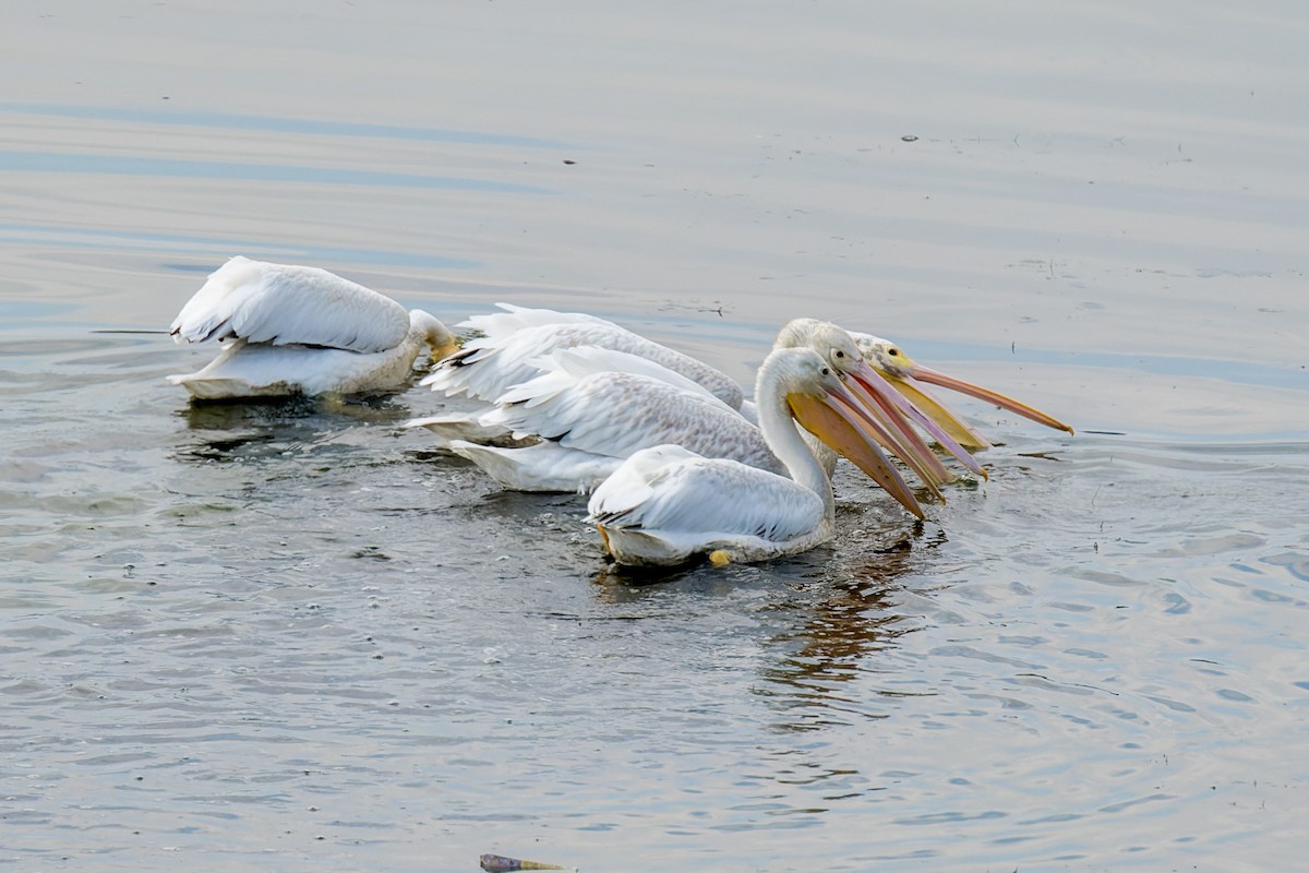 American White Pelican - ML642814883