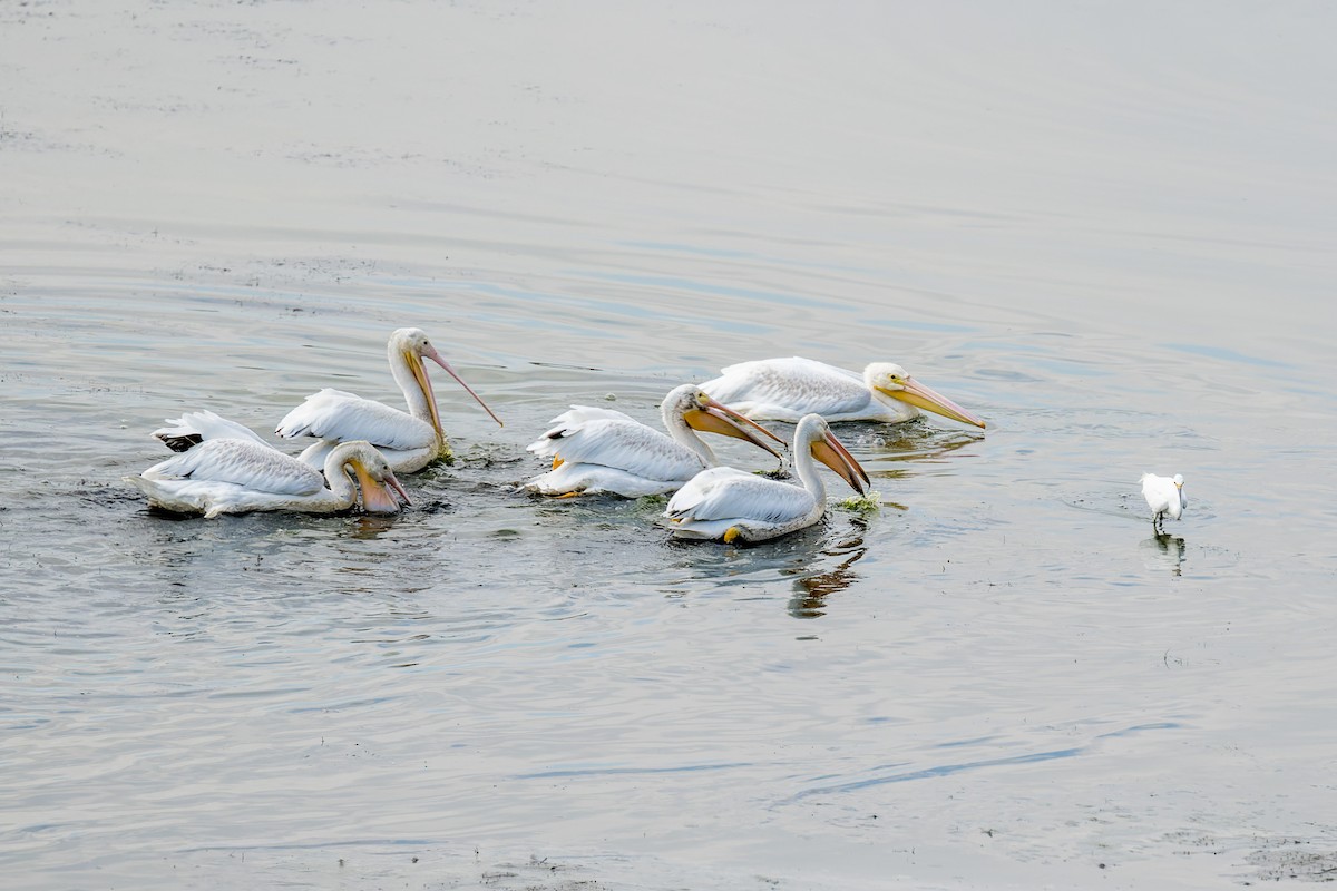 American White Pelican - ML642814884