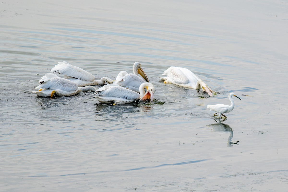 American White Pelican - ML642814885