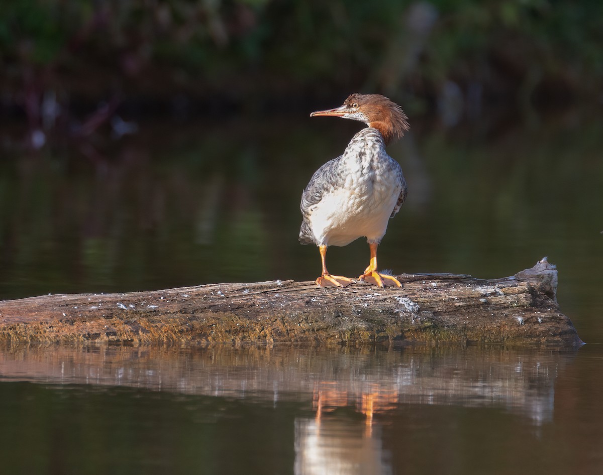 Common Merganser - ML642814886