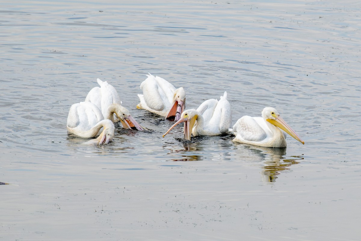 American White Pelican - ML642814888