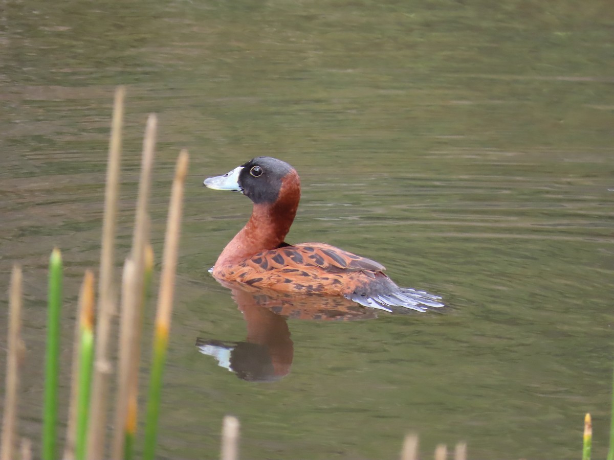 Masked Duck - ML642814890
