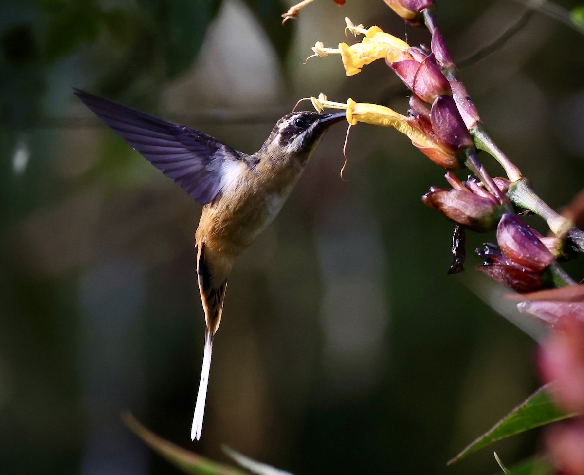 Tawny-bellied Hermit - ML642814892