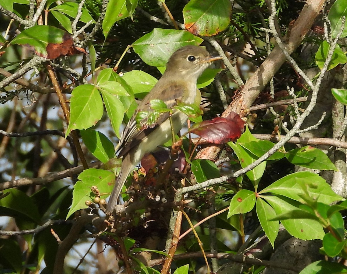 Empidonax sp. - ML642814897