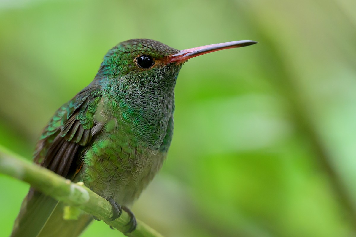 Rufous-tailed Hummingbird - ML642814898