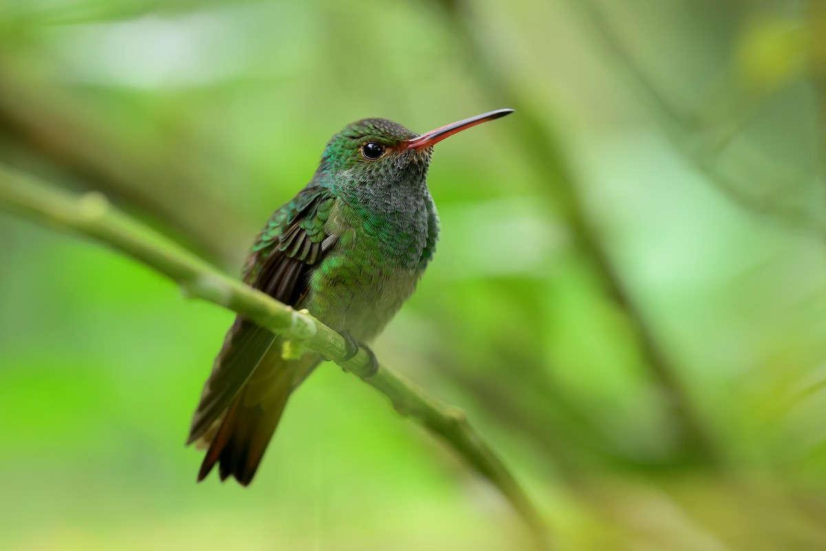 Rufous-tailed Hummingbird - ML642814899