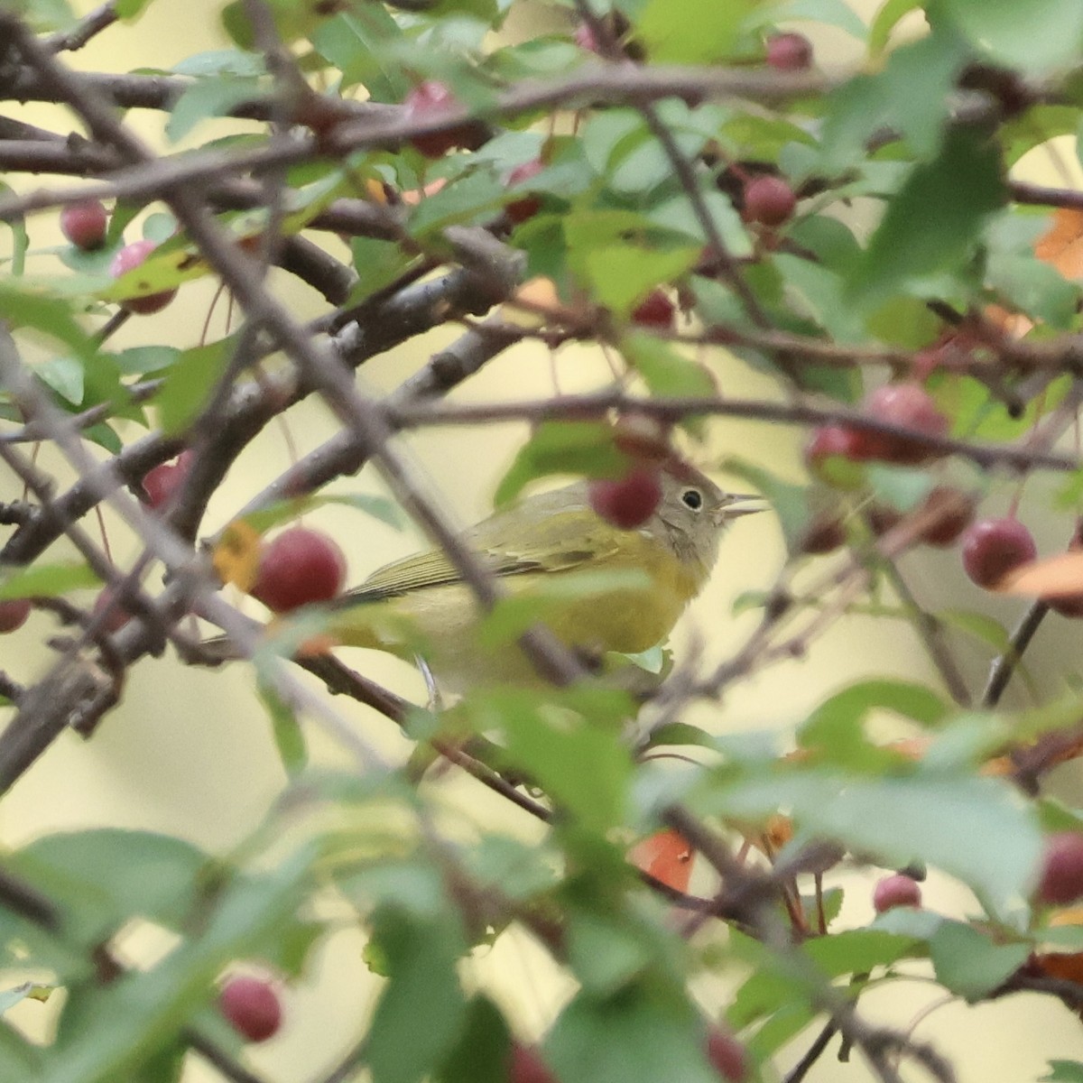 Nashville Warbler - ML642814911