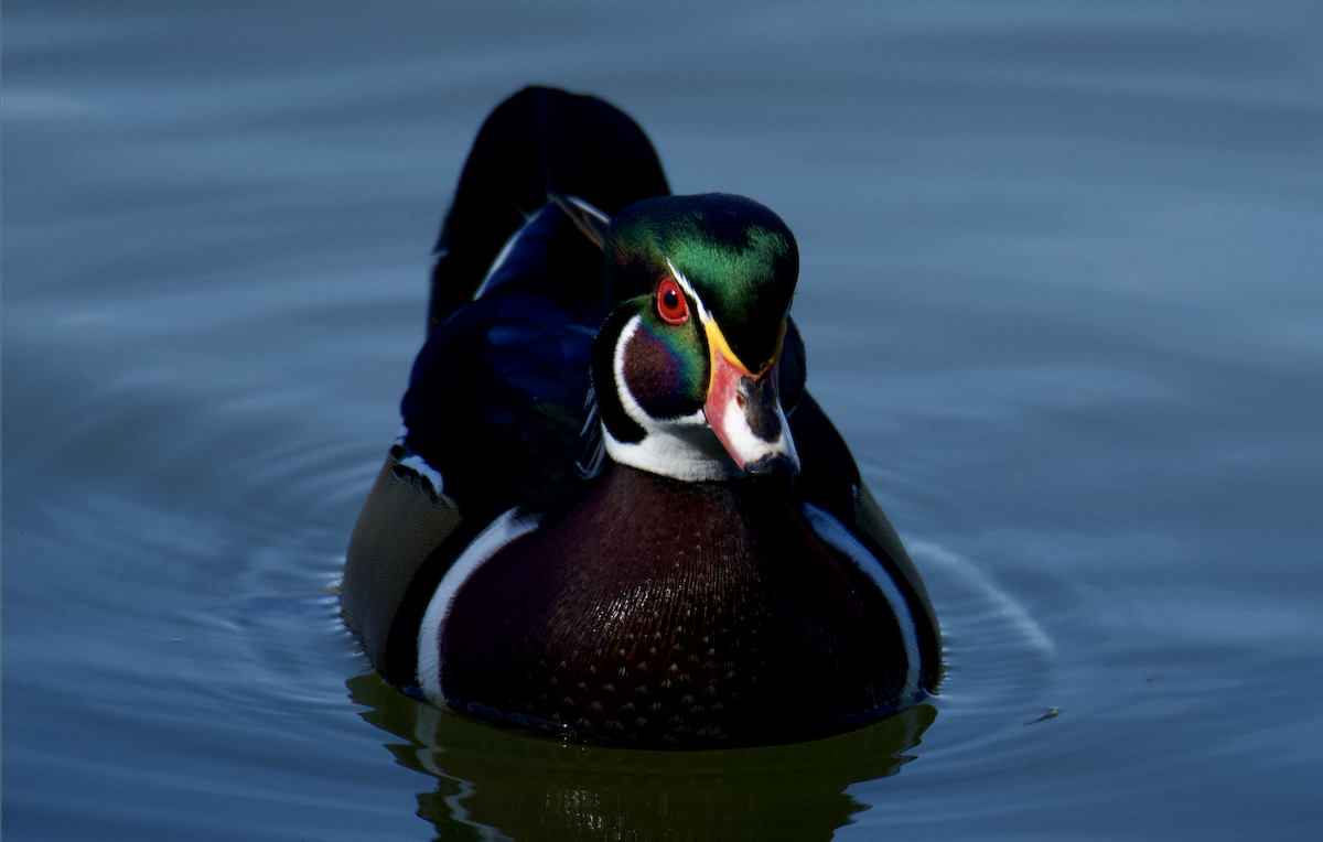 Wood Duck - ML642814912
