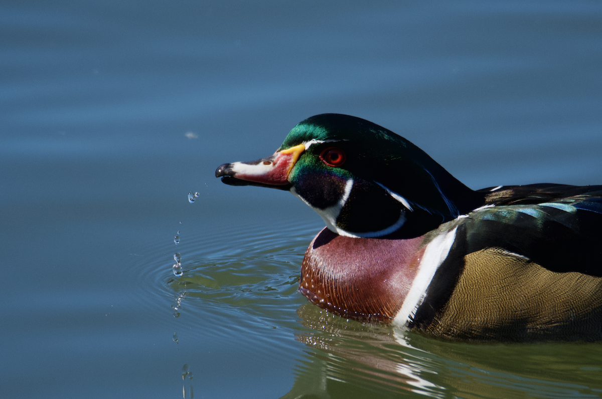 Wood Duck - ML642814913