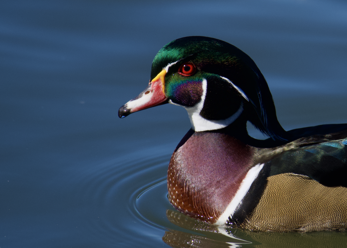 Wood Duck - ML642814915