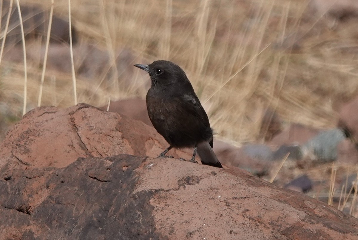 Monachella nera - ML642814920