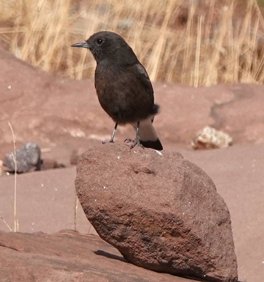 Monachella nera - ML642814921