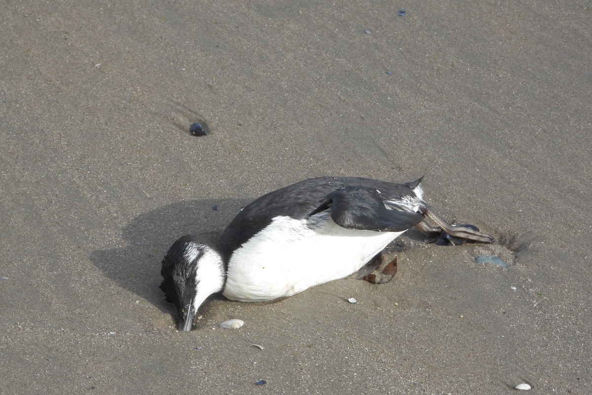 Common Murre - ML642814925