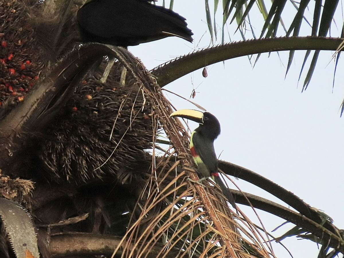 Black-necked Aracari - ML642814940