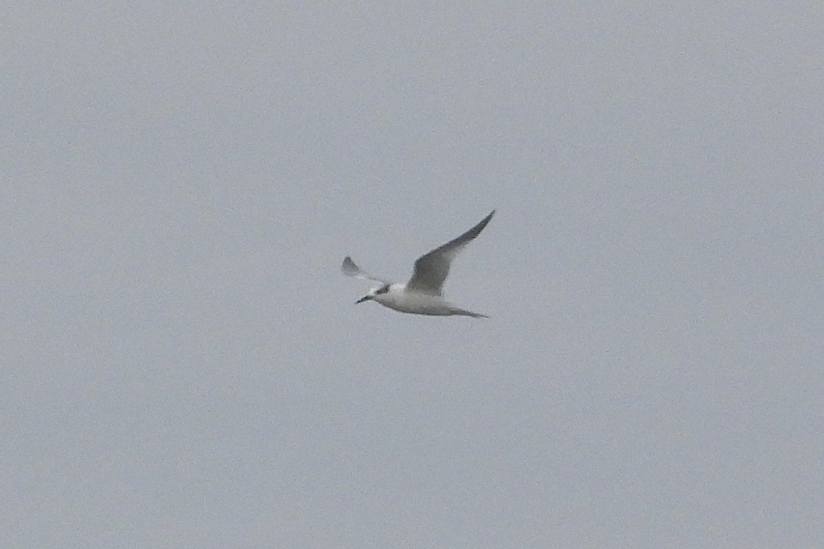Sandwich Tern - ML642814952