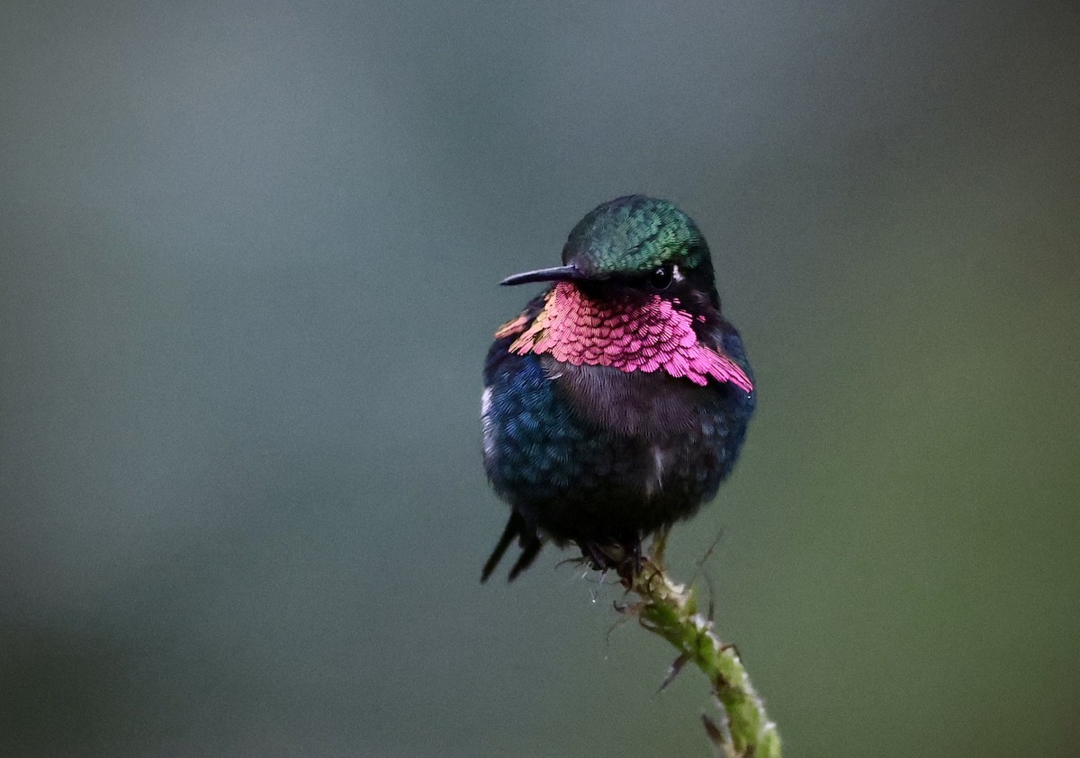 Gorgeted Woodstar - ML642814955