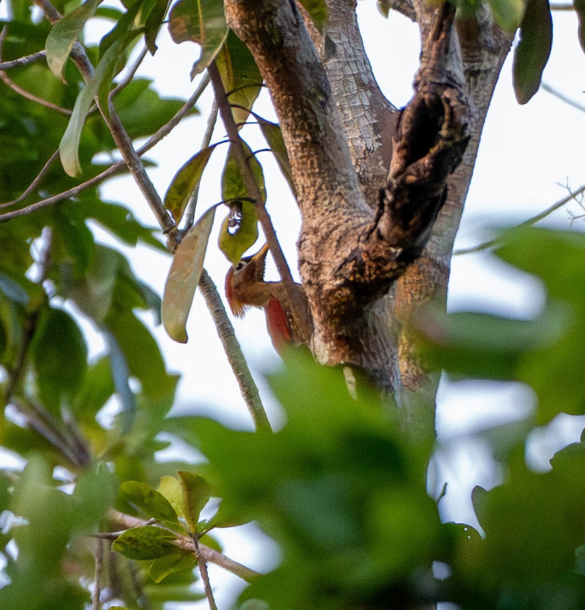 Crimson-winged Woodpecker - ML642814957