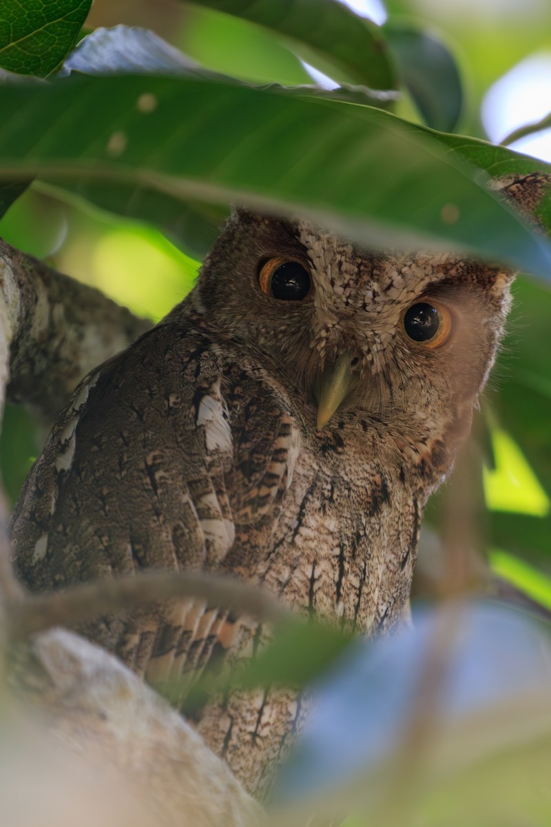 Pacific Screech-Owl - ML642814961